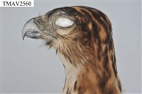 鳳頭蒼鷹藏品圖，第9張